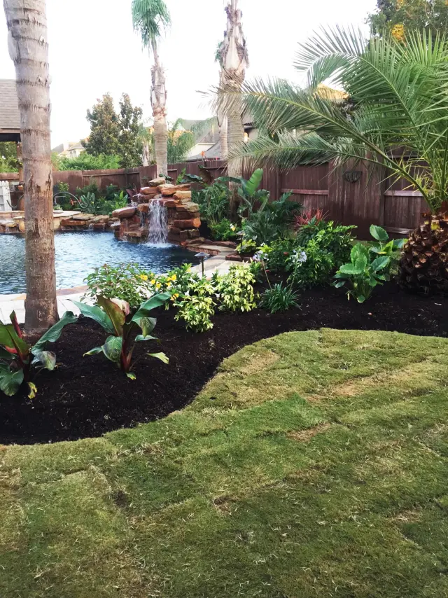 Palm underplanting by the water feature